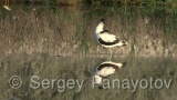 Video of Pied Avocet - Pied Avocet eating in lake in Bulgaria